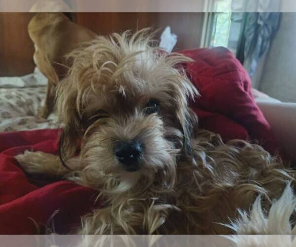 Medium Photo #1 Maltese-Unknown Mix Puppy For Sale in Oak Bluffs, MA, USA