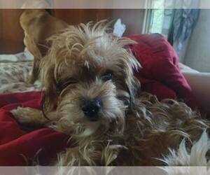 Maltese-Unknown Mix Dogs for adoption in Oak Bluffs, MA, USA