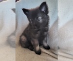 Small Photo #2 Keeshond Puppy For Sale in BLAIRSBURG, IA, USA