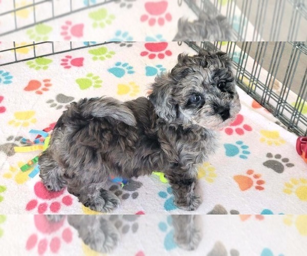 Medium Photo #13 Poovanese Puppy For Sale in ORO VALLEY, AZ, USA