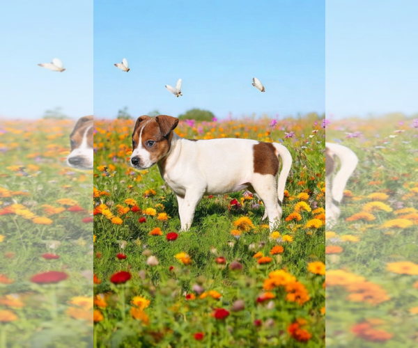 Medium Photo #10 Basenji-Rat Terrier Mix Puppy For Sale in McKinney, TX, USA