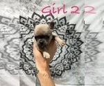 Puppy Girl 2 French Bulldog