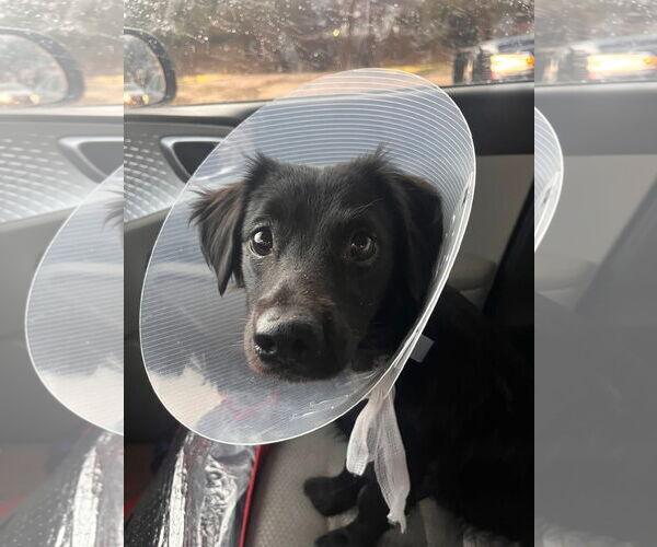 Medium Photo #2 Chiweenie Puppy For Sale in Grafton, WI, USA