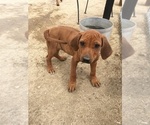 Small Photo #85 Rhodesian Ridgeback Puppy For Sale in MORONGO VALLEY, CA, USA
