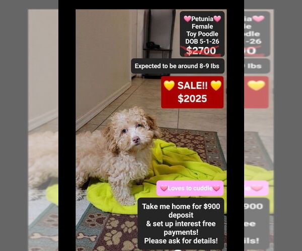 Medium Photo #1 Poodle (Toy) Puppy For Sale in TUCSON, AZ, USA