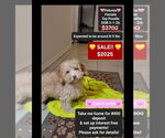 Small Poodle (Toy)