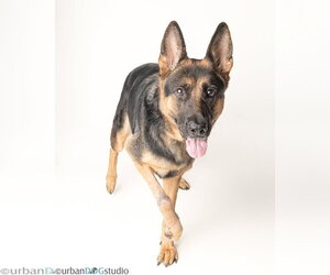 Dixie - F - Female German Shepherd Dog Dog for Adoption - Photo #2