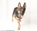 Small Photo #2 German Shepherd Dog Puppy For Sale in Tampa, FL, USA