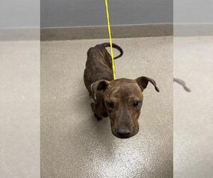 American Pit Bull Terrier-Unknown Mix Dogs for adoption in Las Vegas, NV, USA