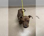 Small American Pit Bull Terrier Mix