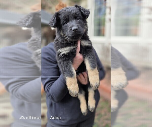 Medium Photo #1 German Shepherd Dog Puppy For Sale in WALNUT CREEK, CA, USA