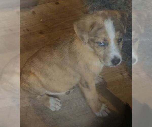 Medium Photo #3 Australian Shepherd-Unknown Mix Puppy For Sale in Aurora, IN, USA