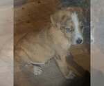 Small #2 Australian Shepherd Mix