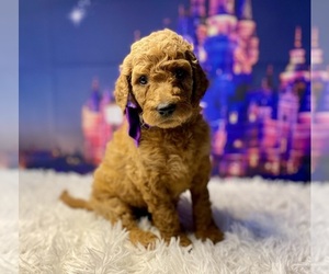 Goldendoodle Litter for sale in LAKE PANASOFFKEE, FL, USA