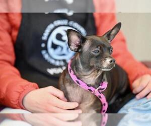 Chihuahua-Unknown Mix Dogs for adoption in Santa Cruz, CA, USA