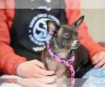 Small Chihuahua Mix