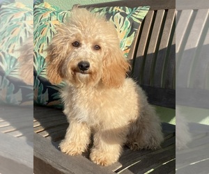 Poodle (Toy) Puppy for Sale in FOUNTAIN VALLEY, California USA