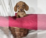 Duke - Male Dachshund Puppy for Sale - Photo #6