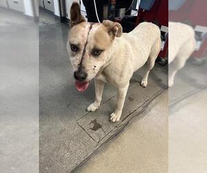 Mutt Dogs for adoption in Long Beach, CA, USA