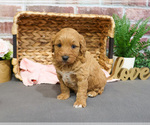 Small #10 Goldendoodle-Poodle (Toy) Mix