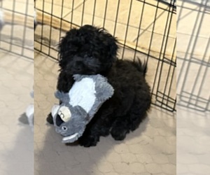 ShihPoo Puppy for sale in GLOUCESTER, VA, USA