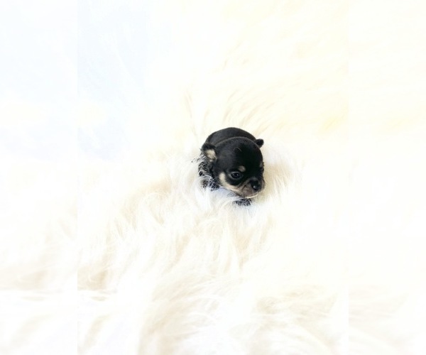 Medium Photo #2 Chihuahua Puppy For Sale in SACRAMENTO, CA, USA
