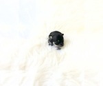 Small #1 Chihuahua
