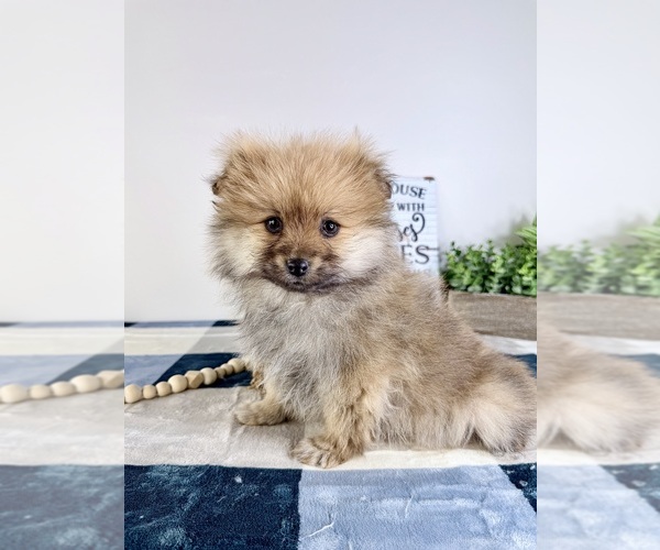 Medium Photo #2 Pomeranian Puppy For Sale in GREENFIELD, IN, USA