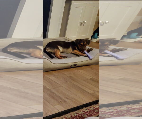 Medium Photo #3 Daug Puppy For Sale in Escondido, CA, USA