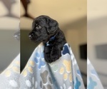 Small #1 Goldendoodle