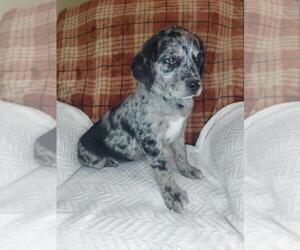 Sheprador Puppy for Sale in LEWISBURG, Kentucky USA
