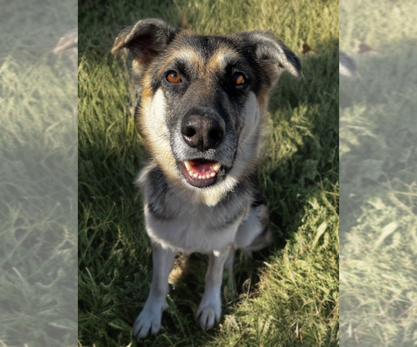 Medium Photo #3 Mutt Puppy For Sale in Newport Beach, CA, USA