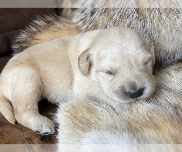 Medium Photo #1 Golden Retriever Puppy For Sale in FORDLAND, MO, USA
