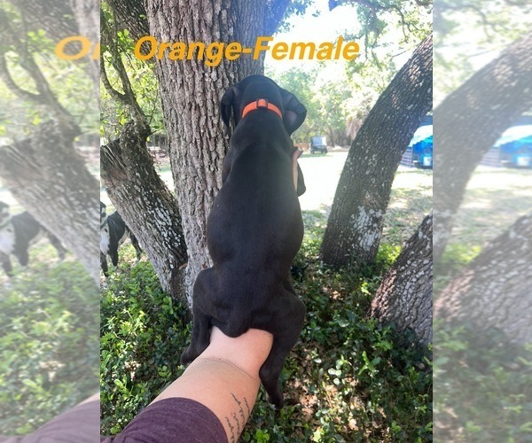 Medium Photo #12 Great Dane Puppy For Sale in FORT DENAUD, FL, USA