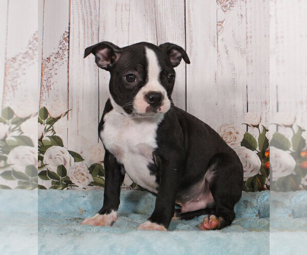 Medium Photo #1 Boston Terrier Puppy For Sale in PENNS CREEK, PA, USA