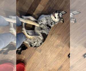 ATHENA #10 - Female Siberian Husky-Unknown Mix Dog for Adoption - Photo #2
