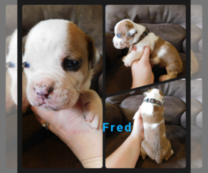 Olde English Bulldogge Puppy for sale in WHEELER, MI, USA