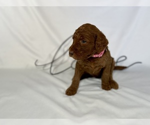 Medium Goldendoodle