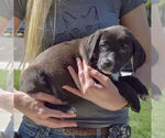 Small #1 Sheprador