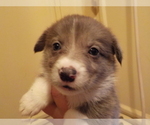 Small Photo #14 Australian Shepherd-Pembroke Welsh Corgi Mix Puppy For Sale in GALLEGOS, NM, USA