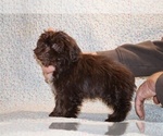 Small #2 ShihPoo