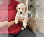 Puppy 3 Golden Retriever
