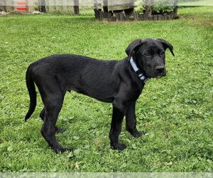 Lance - Male Labrador Retriever-Unknown Mix Dog for Adoption - Photo #4