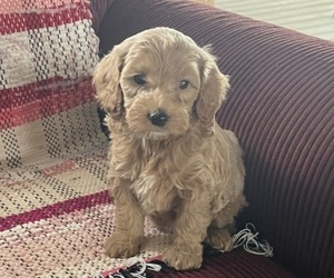 Medium Cavapoo