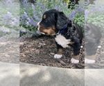 Small Photo #17 Bernedoodle Puppy For Sale in MARTINSVILLE, IN, USA