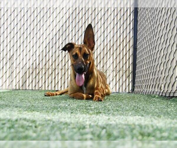 Medium Photo #2 German Shepherd Dog Puppy For Sale in Norco, CA, USA