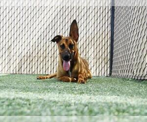 *LONGHORN - Male German Shepherd Dog Dog for Adoption - Photo #2