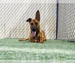Small #1 German Shepherd Dog