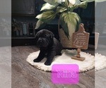 Puppy 4 Chinese Shar-Pei-German Shepherd Dog Mix
