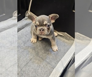 French Bulldog Puppy for sale in HAPPY VALLEY, OR, USA